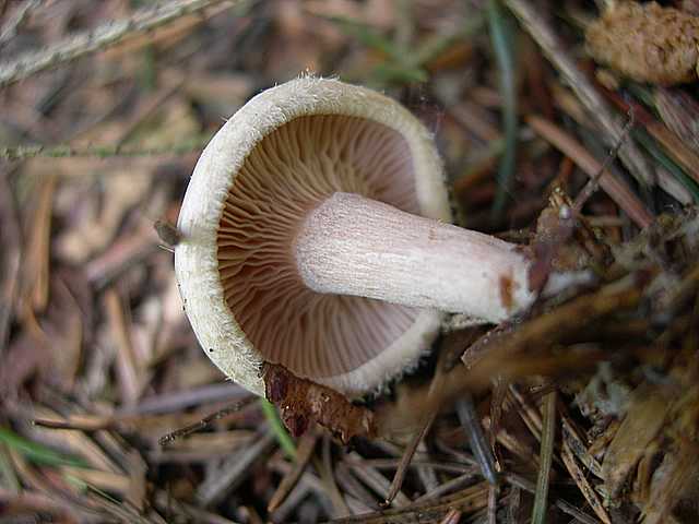 I funghi della foresta di Thann